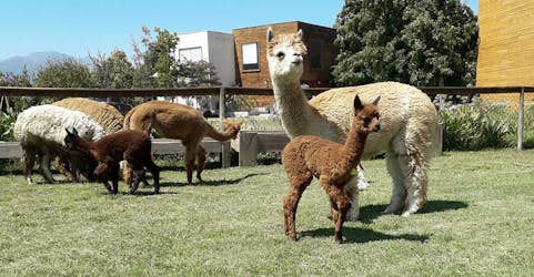Full-day alpaca farm, petroglyphs and wine tasting private tour